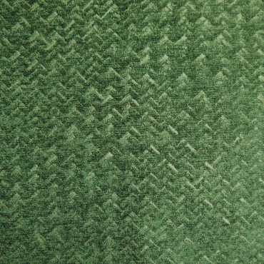 Livorno Fir